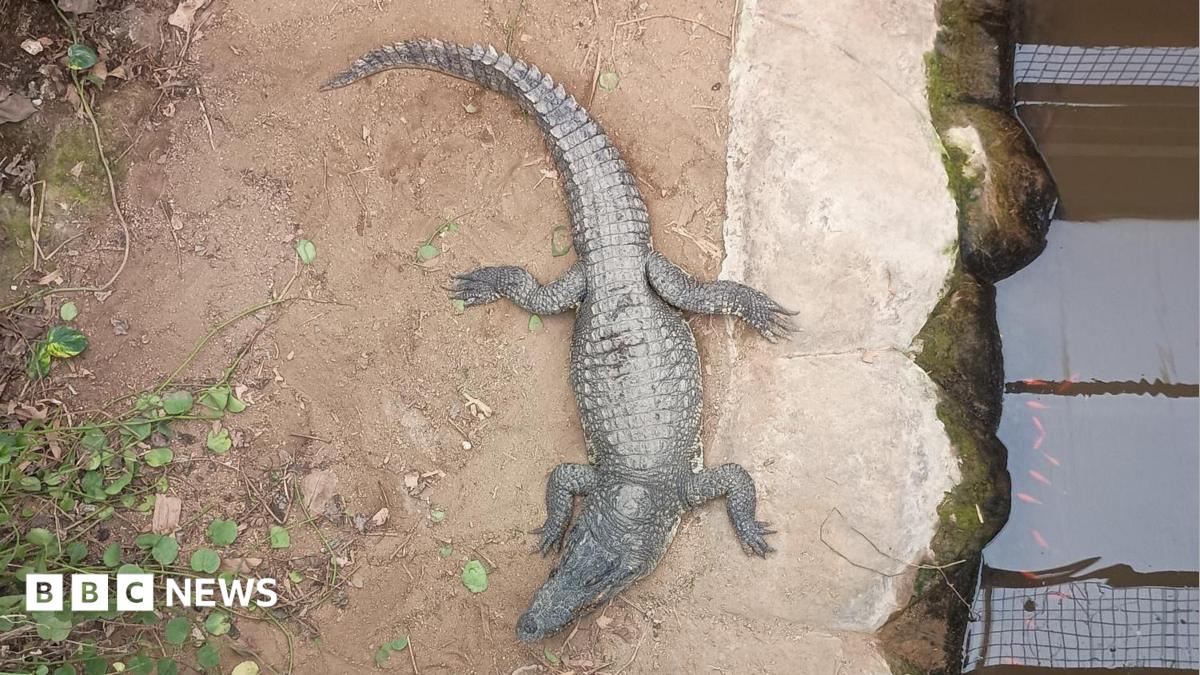 A birds' eye view of a crocodile in an enclosure - water can be seen to the right of the animal, and vegetation to the left 
