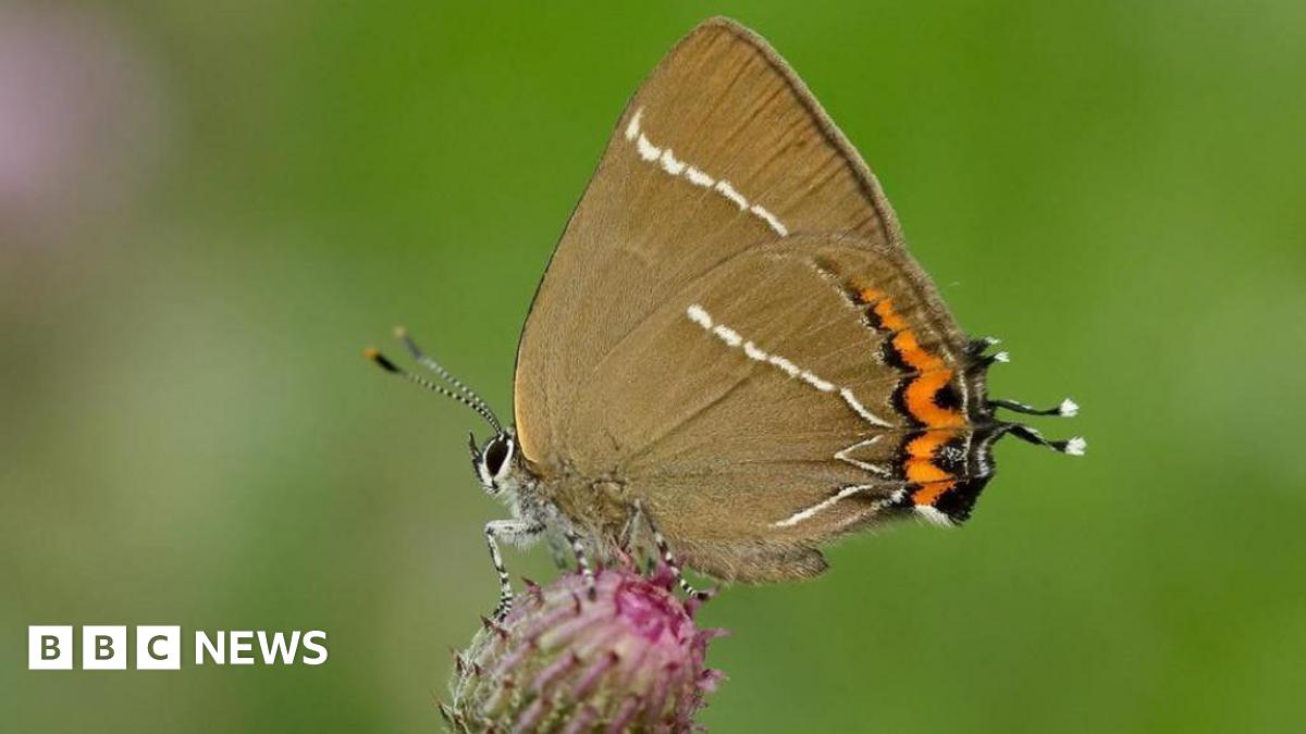 Joselin Bolivar enduring legacy