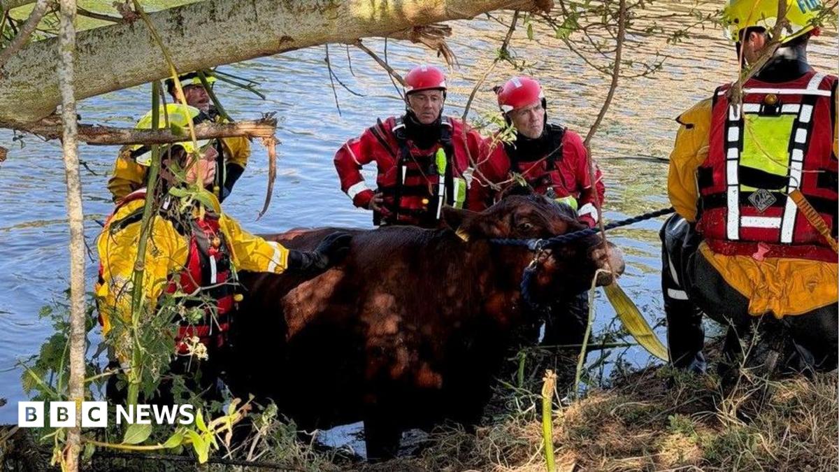 Cow stuck in tunnel under A1 rescued by firefighters