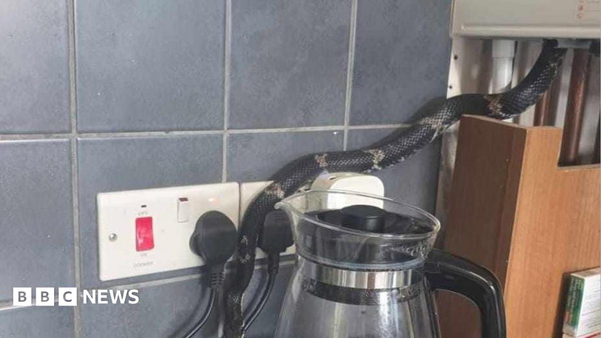 Snake found hiding in boiler by new home owner in Workington