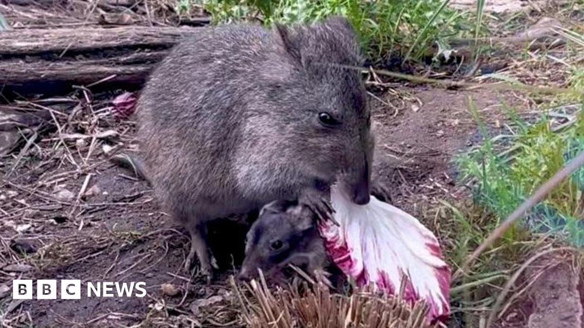 Marwell Zoo Celebrates First Potoroo Joey Sighting, Delighting Keepers with Rare Nocturnal Marsupial