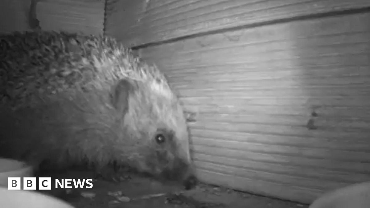 Hidden cameras reveal what hedgehogs really get up to after dark