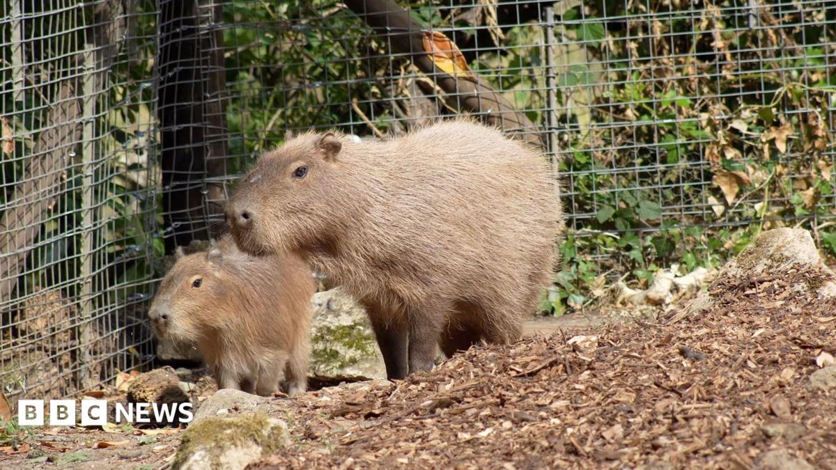 Marwell Zoo's search for Samba continues as capybaras move home