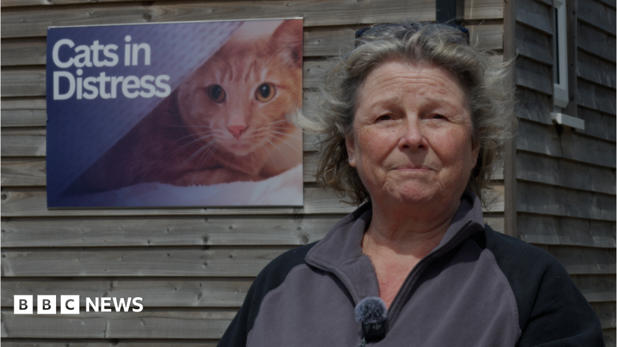 Somerset cat charity says demand for help 'never been greater'