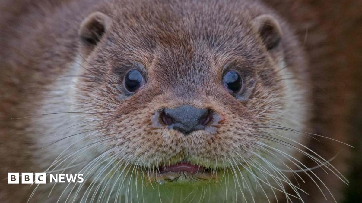 UK Wild Otter Trust reopens at new site after public fundraiser   www.bbc.co.uk