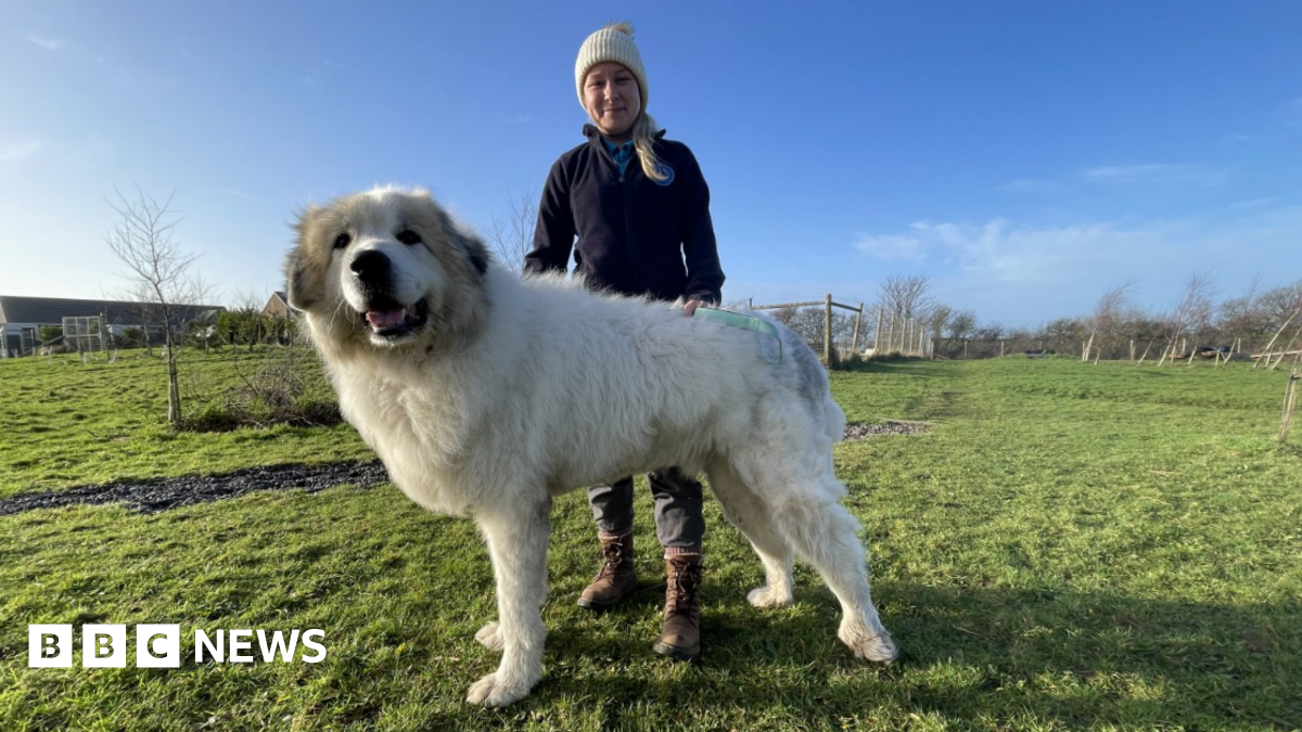 Cumbrian giant rescue dog Brody finds 'forever home"