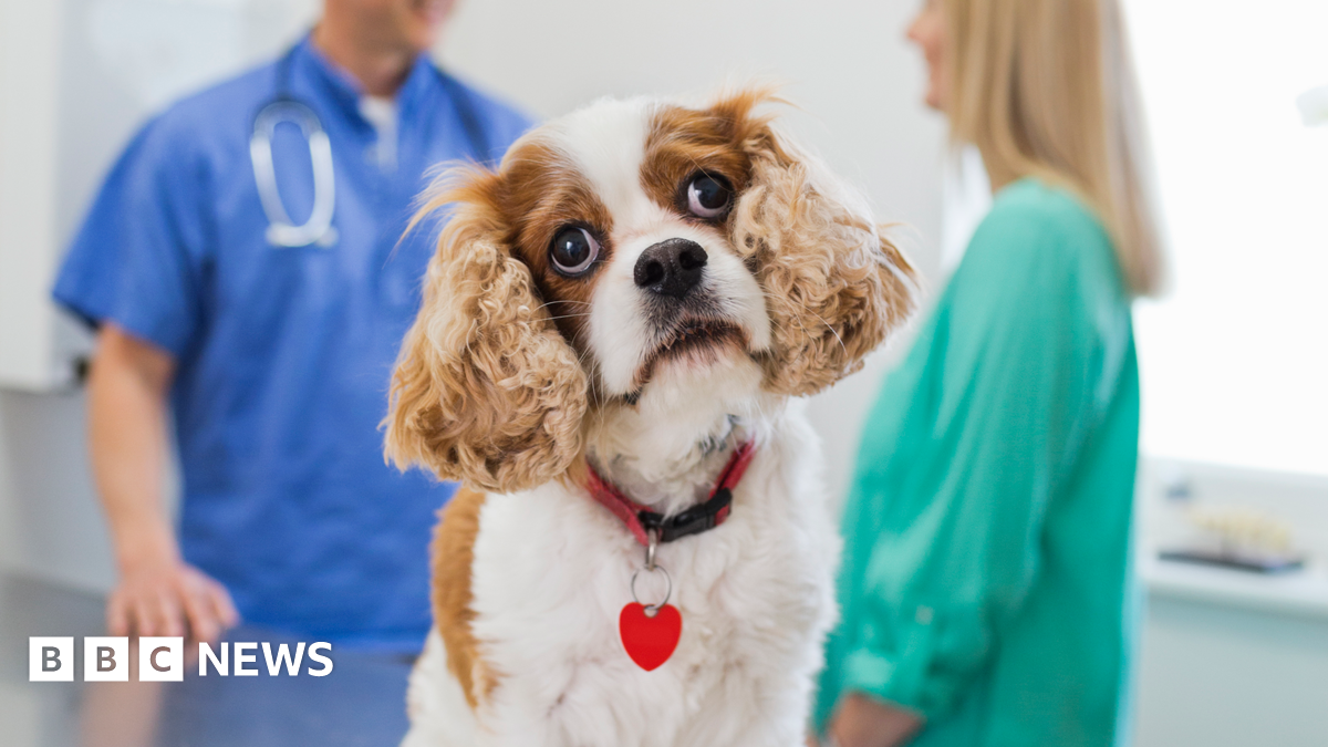 New Caps on Veterinary Prescription Fees in the UK: A Trend Summary