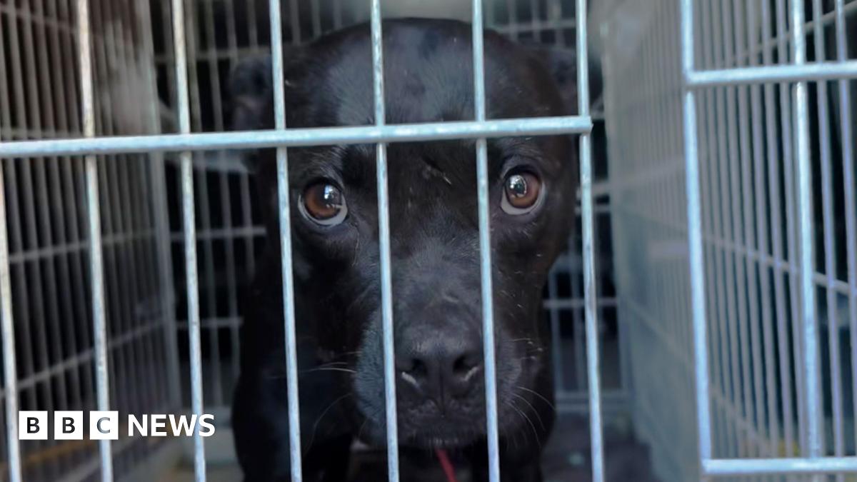 BBC Investigation Uncovers Europe's Largest Dog Fighting Network After Online Blunder