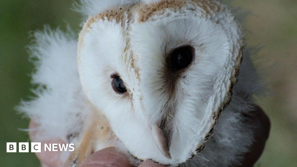 Silent Census: AI Uses Sound to Count Baby Owls, Revolutionizing Wildlife Research