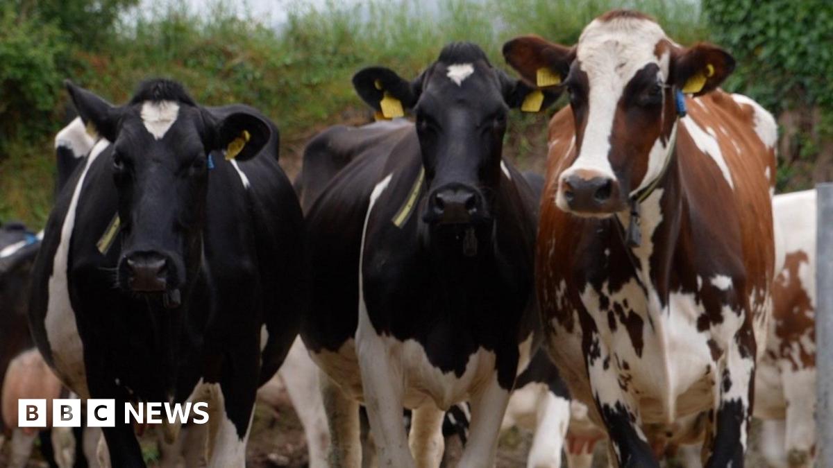 bbc.co.uk - Tamsin Melville - Rising costs putting Cornwall dairy farms 'under pressure'