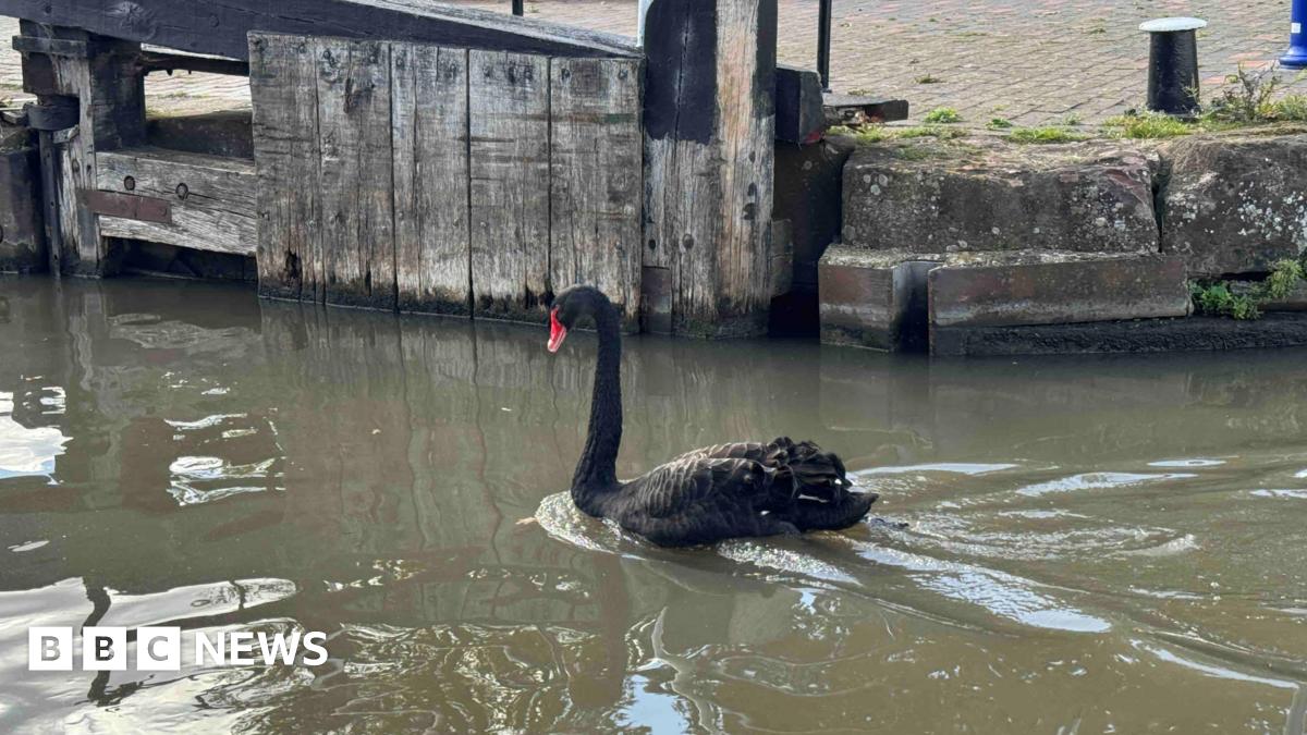 Antisocial swan removed from Stratford-upon-Avon