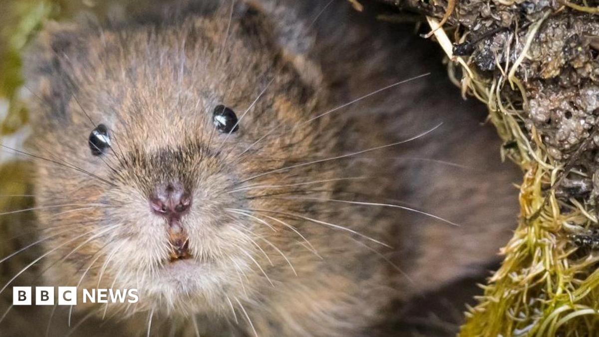 Water vole volunteers 'get very excited by flattened poo'