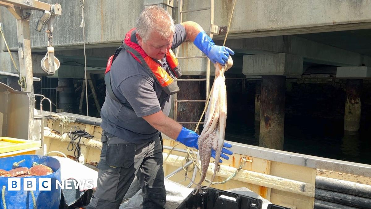 Climate change driving octopus surge, says Plymouth scientist