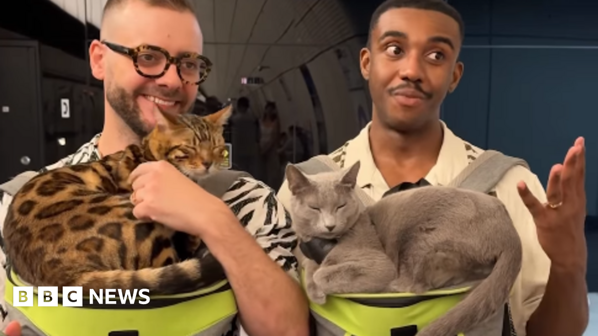 London Underground: Charity urges TfL to remove cat travel video