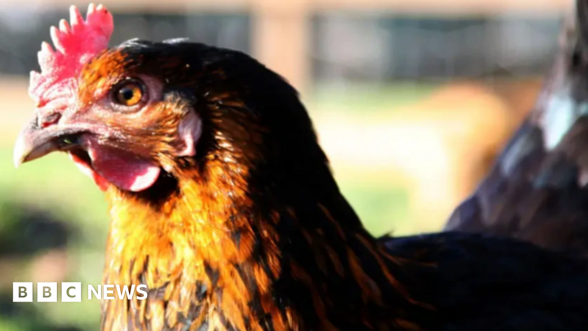 Council puts bird flu protection zone in place