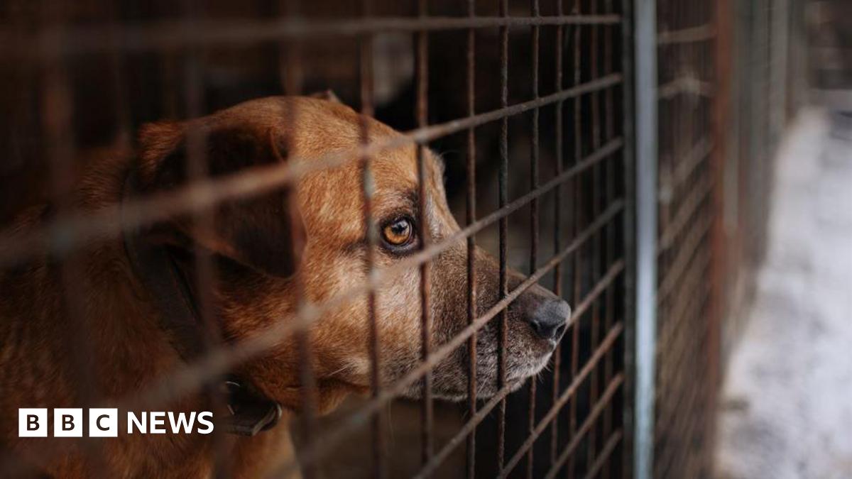 A sandy coloured dog looks out from behind the brown crossed bars of a cage 