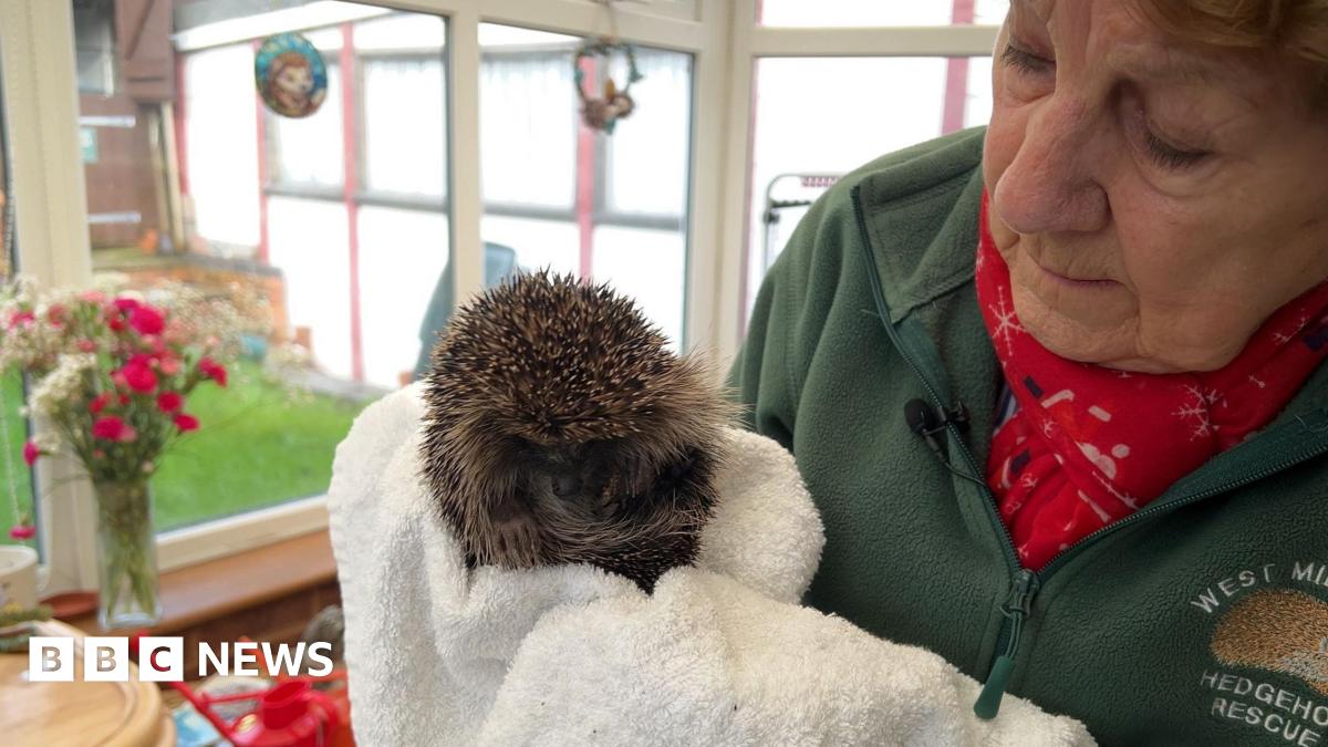 I've been rescuing hedgehogs in my garden for 25 years' - BBC News