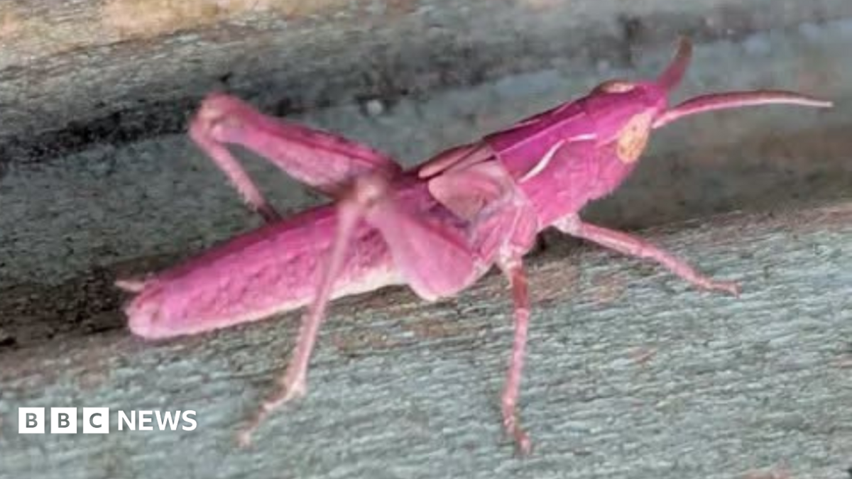 Somerset woman finds rare pink grasshoppers in garden