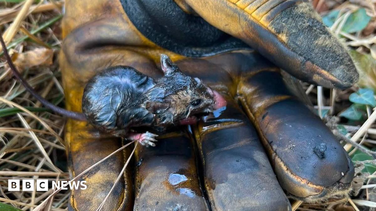 Towcester firefighters save field mouse from hedgerow blaze