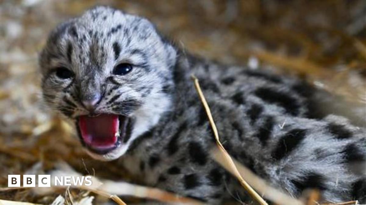 Endangered snow leopard cub born at Kent big cat sanctuary