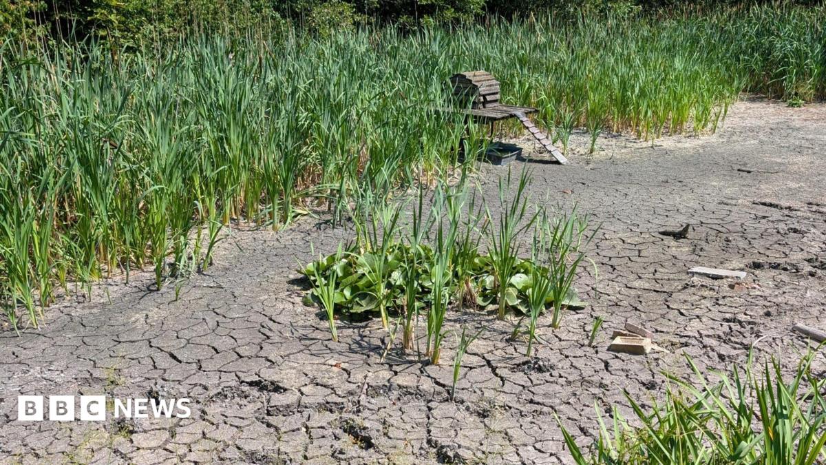 Fears Chain Pond in Earlswood may not recover without council help