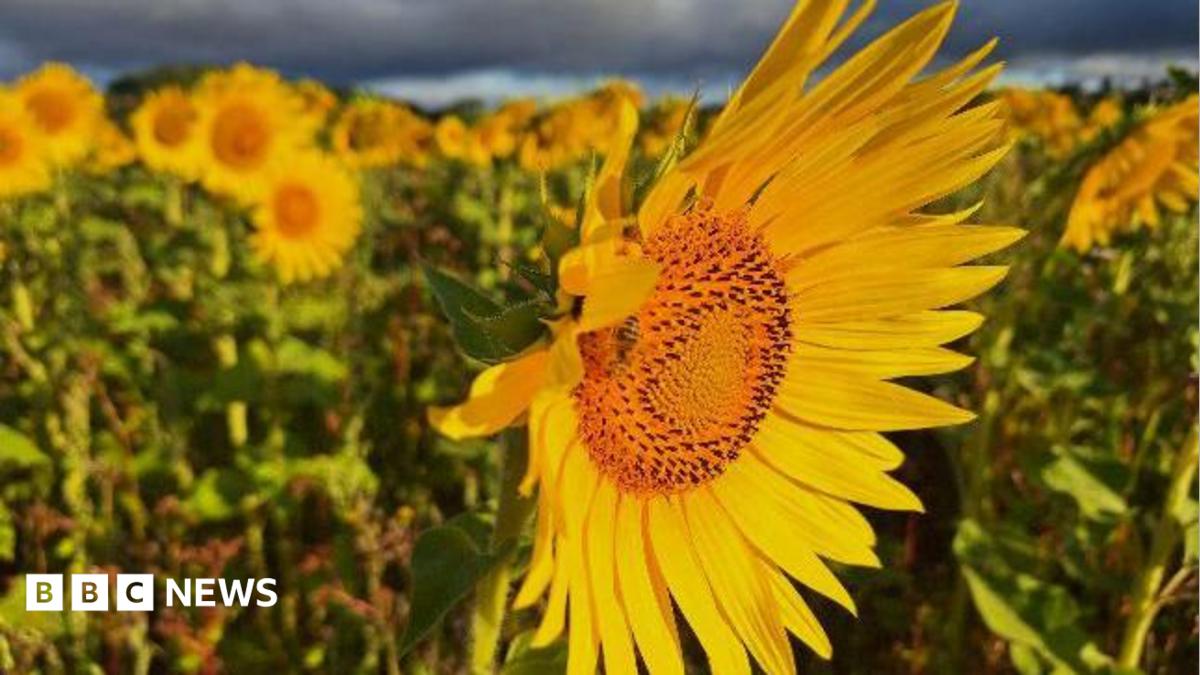 Your photos from the West Midlands: Vibrant sunflowers add to colours of summer