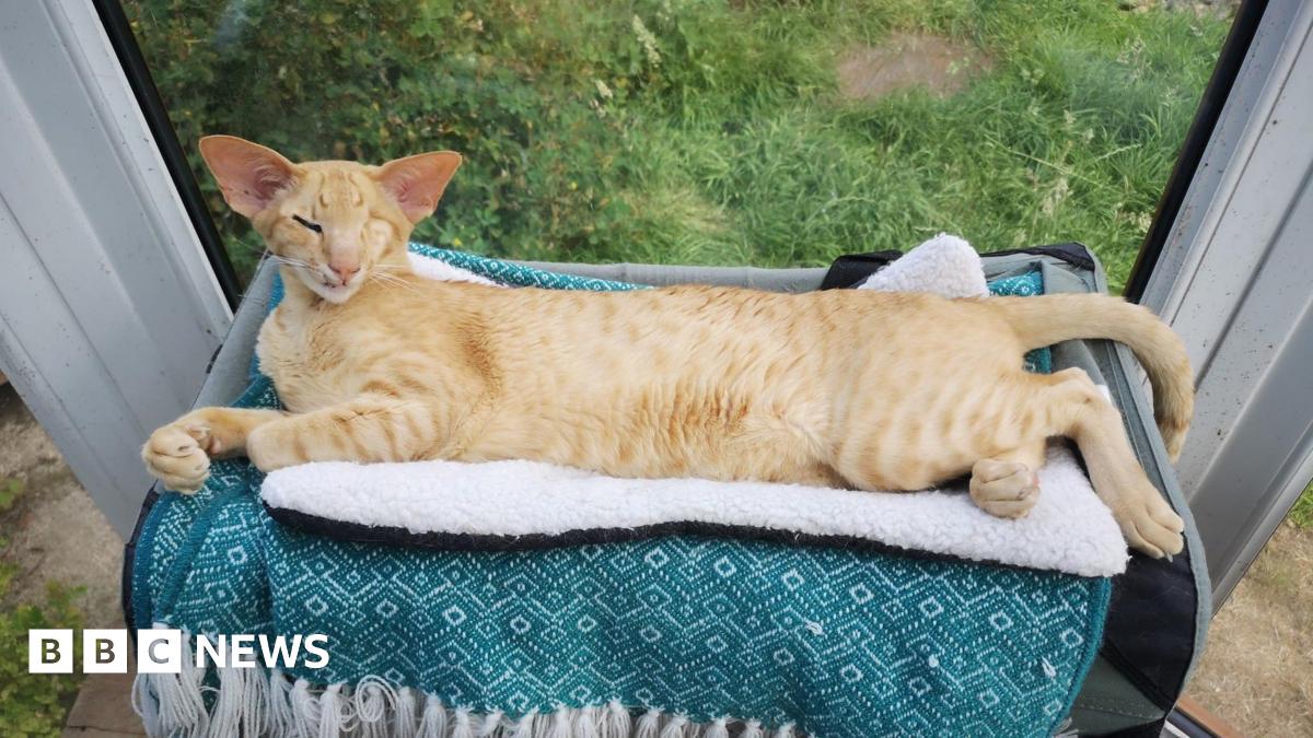 bbc.co.uk - Dawn Limbu - I had to pay &pound;14,000 in vets fees after my cat was run over