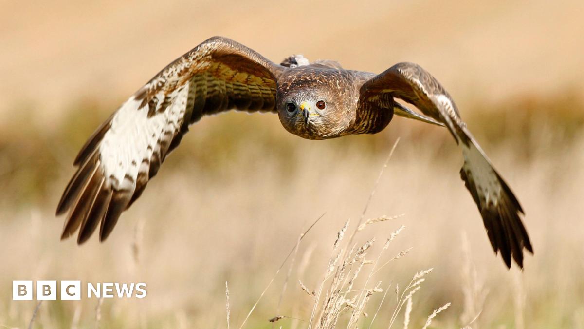 Bird flu: Case found in Republic of Ireland