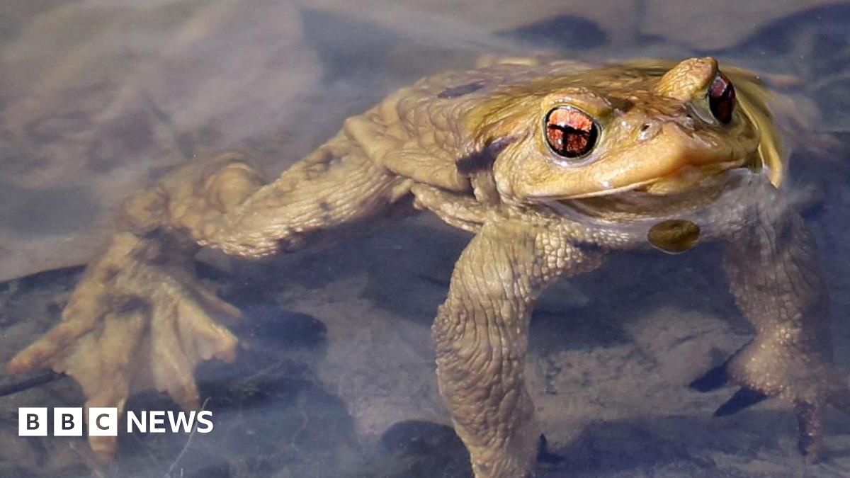 Gloucestershire in for 'late toad migration' in 2025