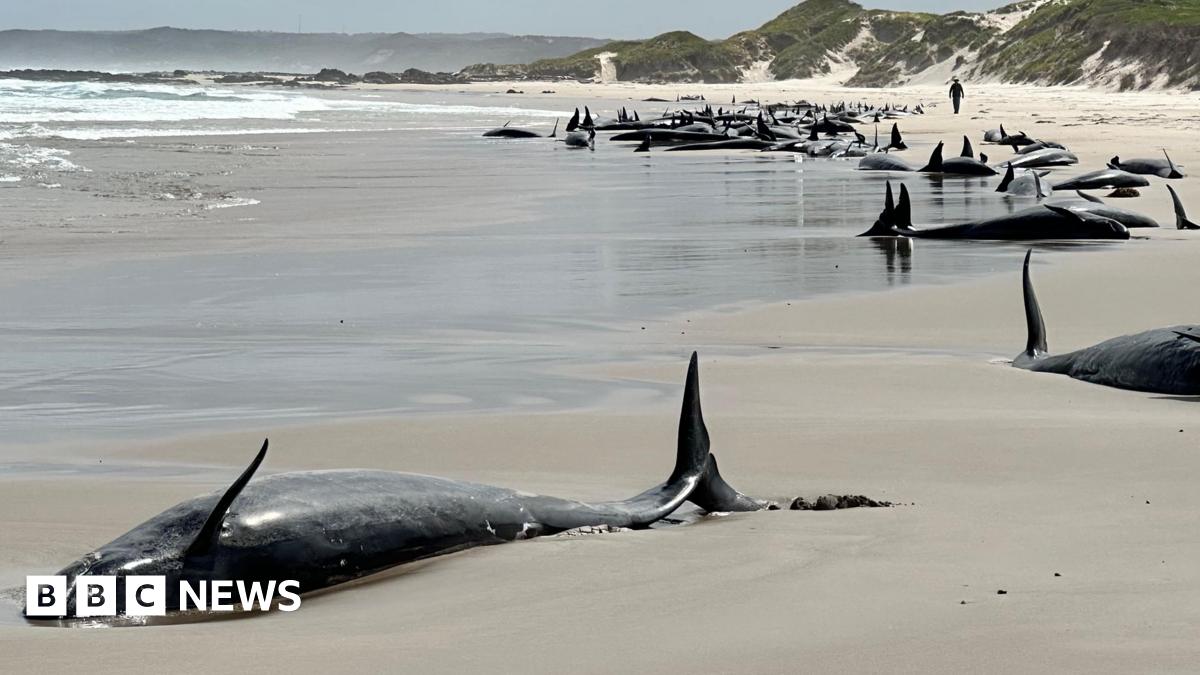 Australia: Scores of false killer whales to be euthanised after mass stranding in Tasmania