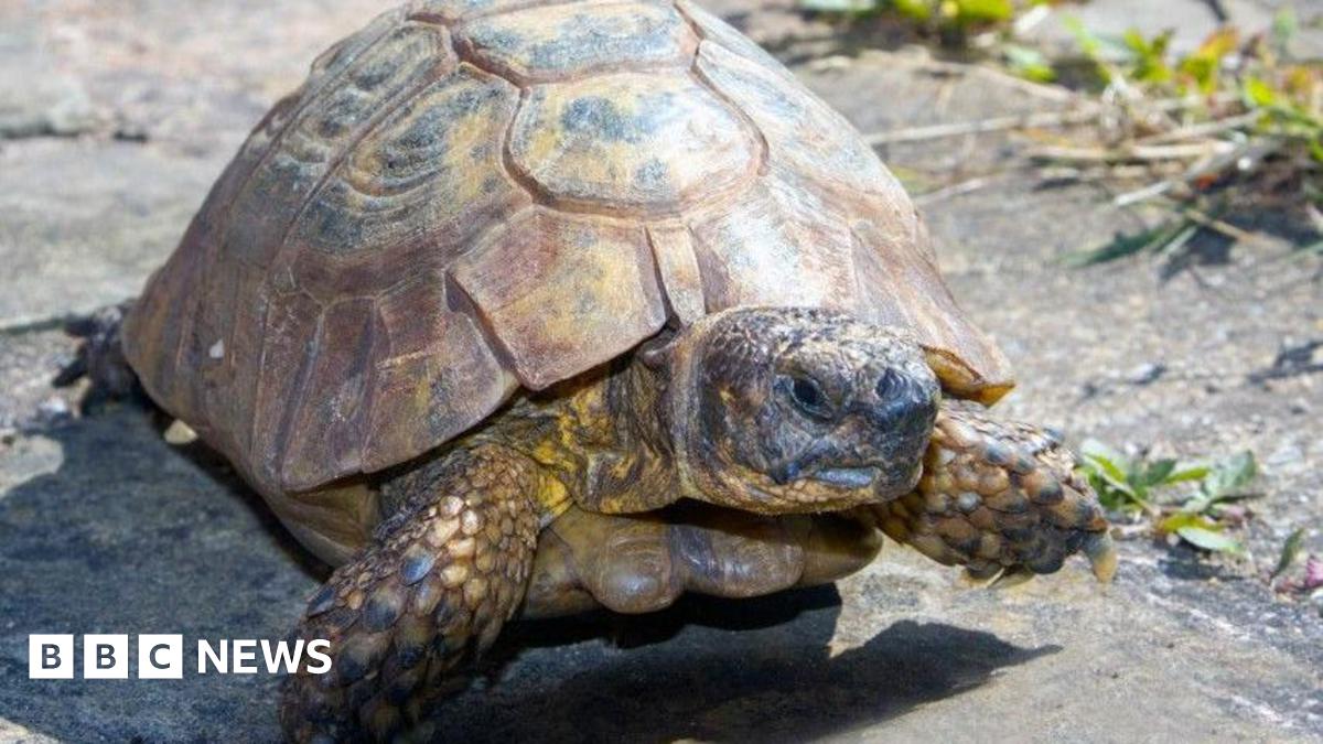 Owner's relief as escaped Birmingham tortoise found yards away
