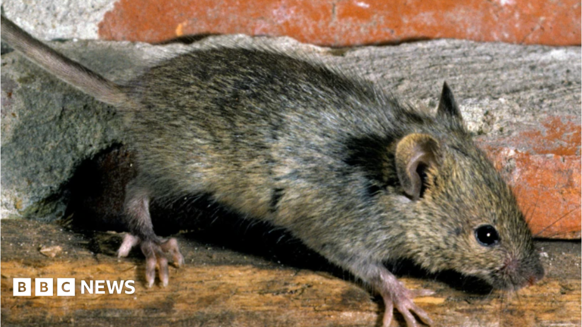 Portsmouth takeaway closed after 'severe' mouse infestation