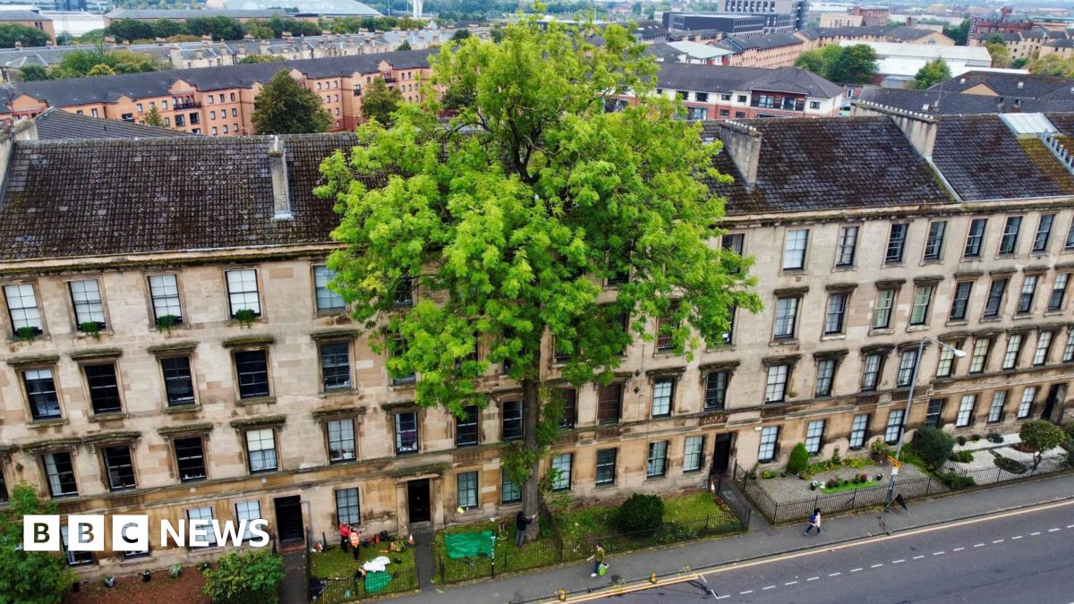Glasgow's Argyle Street Ash Crowned UK Tree of the Year 2025
