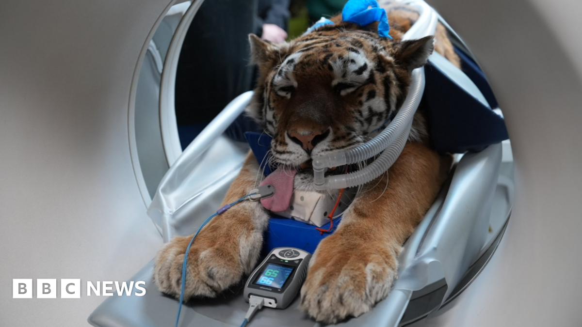 Banham Zoo residents undergo CT scanner health checks