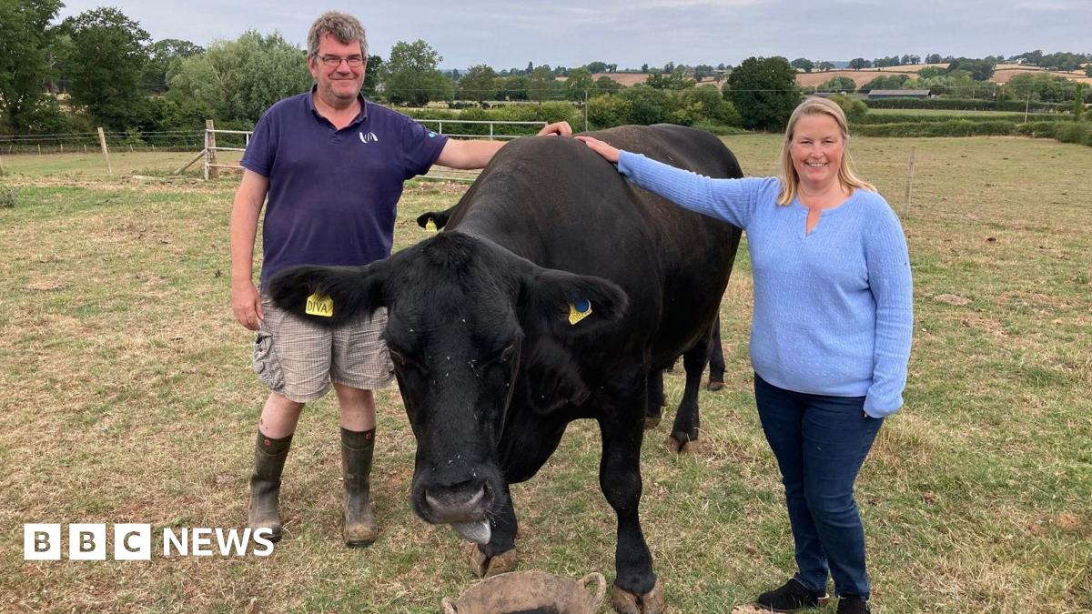 bbc.co.uk - Maisie Lillywhite - Gloucestershire farmer relying on AI to monitor his herd