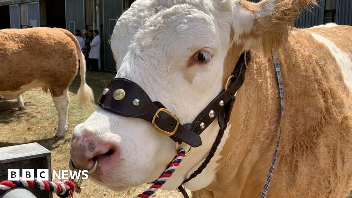 Royal Norfolk Show will see ‘strongest year since Covid’