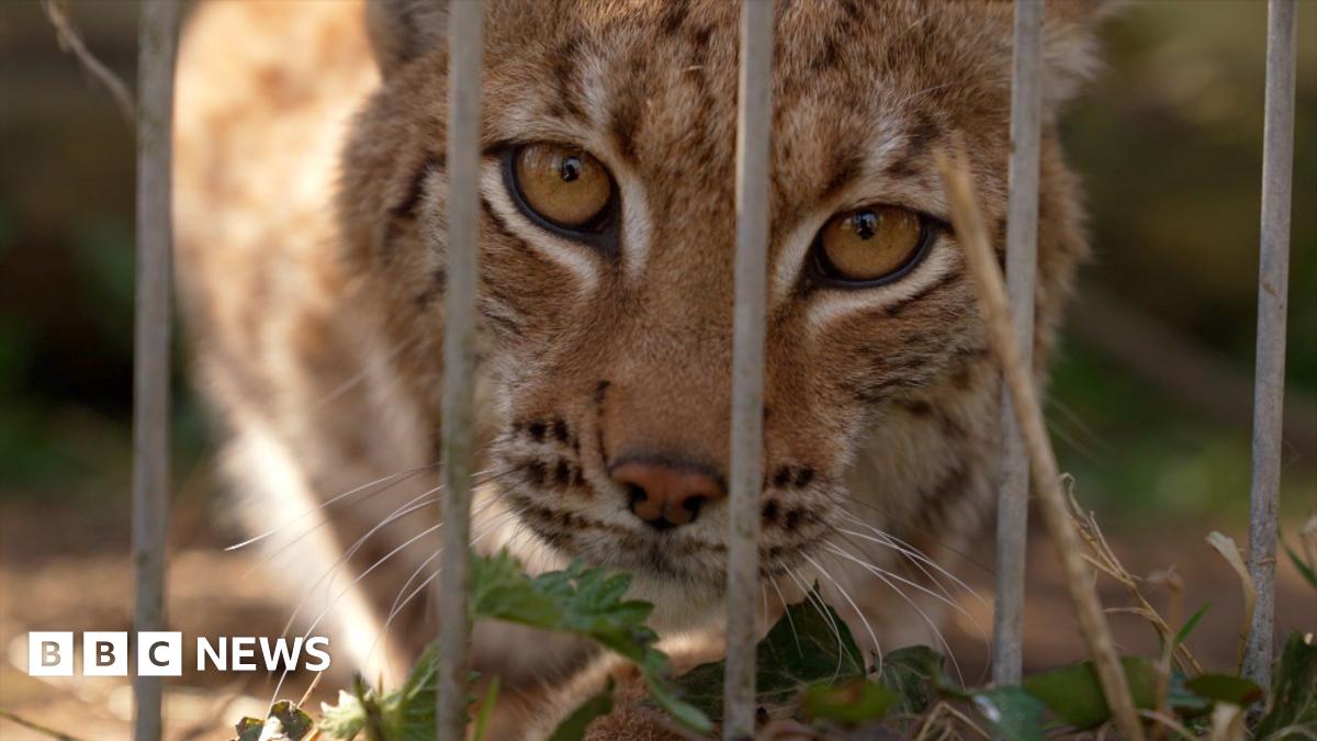 Lynx could be first UK zoo-born cat freed into the wild