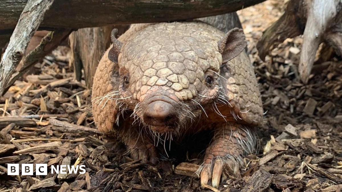 Tributes after Telford Exotic Zoo's 19-year-old armadillo dies