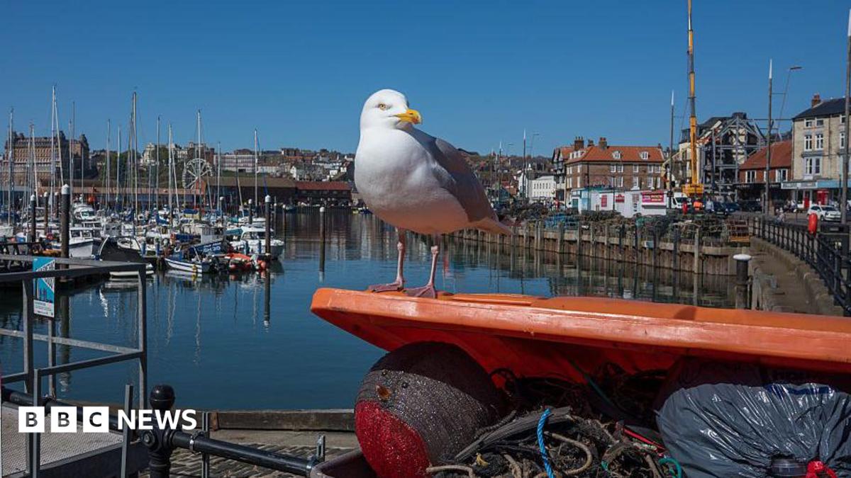 Gull-proof bins installed along Scarborough coastline