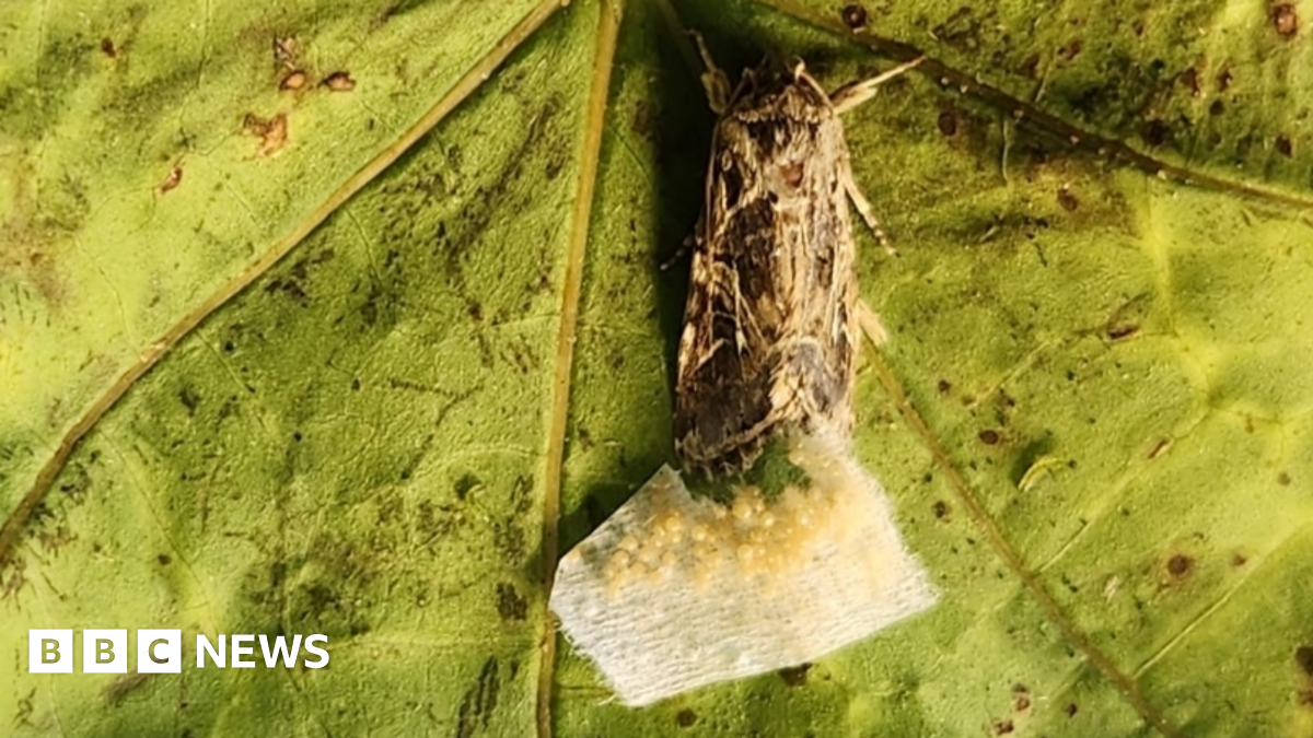 Animals react to secret sounds from plants, say scientists