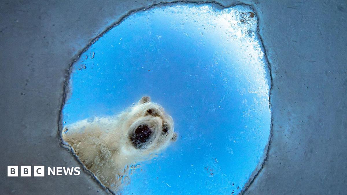 A nosy polar bear and a lucky squirrel: Wildlife Photographer of the Year 2026 shortlist
