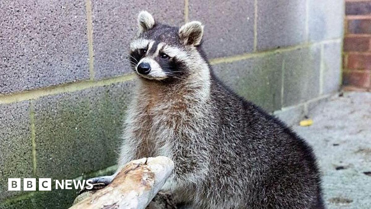 A racoon, with its front paws on a piece of wood. It is looking forward. The ground is concrete and the wall is concrete brick. 