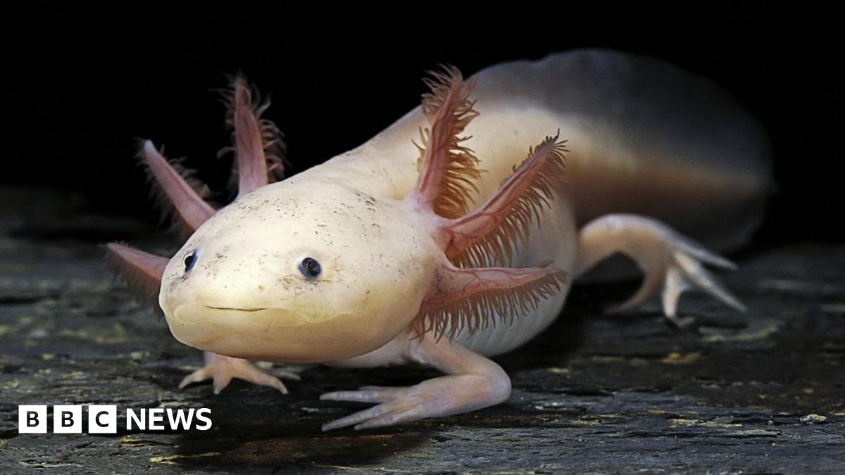 Captive-bred axolotl thrives in restored wetlands in Mexico City