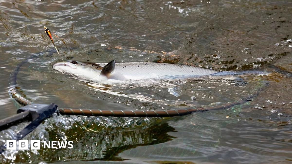 River Tweed salmon catch highest in over a decade - BBC News