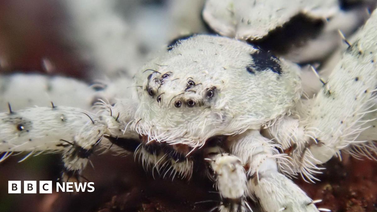 Rare lichen spider spotted in Cornwall