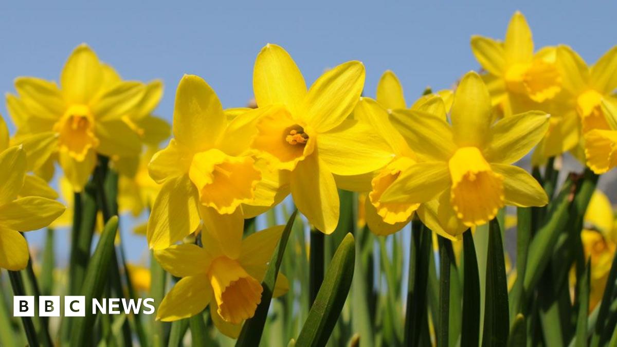 Yellow trumpet-shaped daffodils can be seen against a blue sky