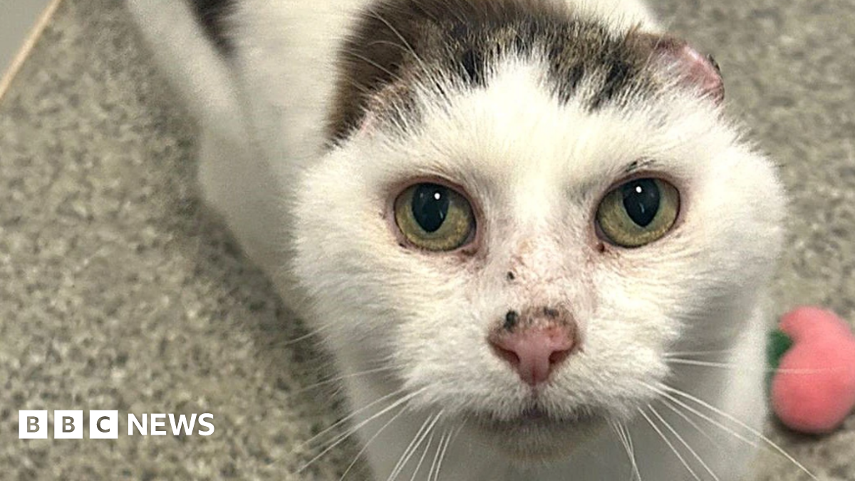 Kent: Stray cat finds 'forever home' after ear amputation - BBC News
