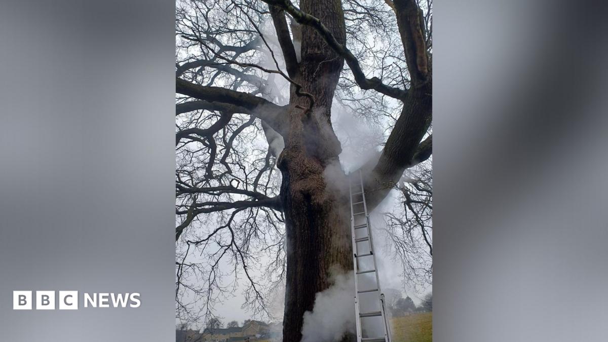 Headlines: Oak tree set on fire and rare lamb quintuplets born