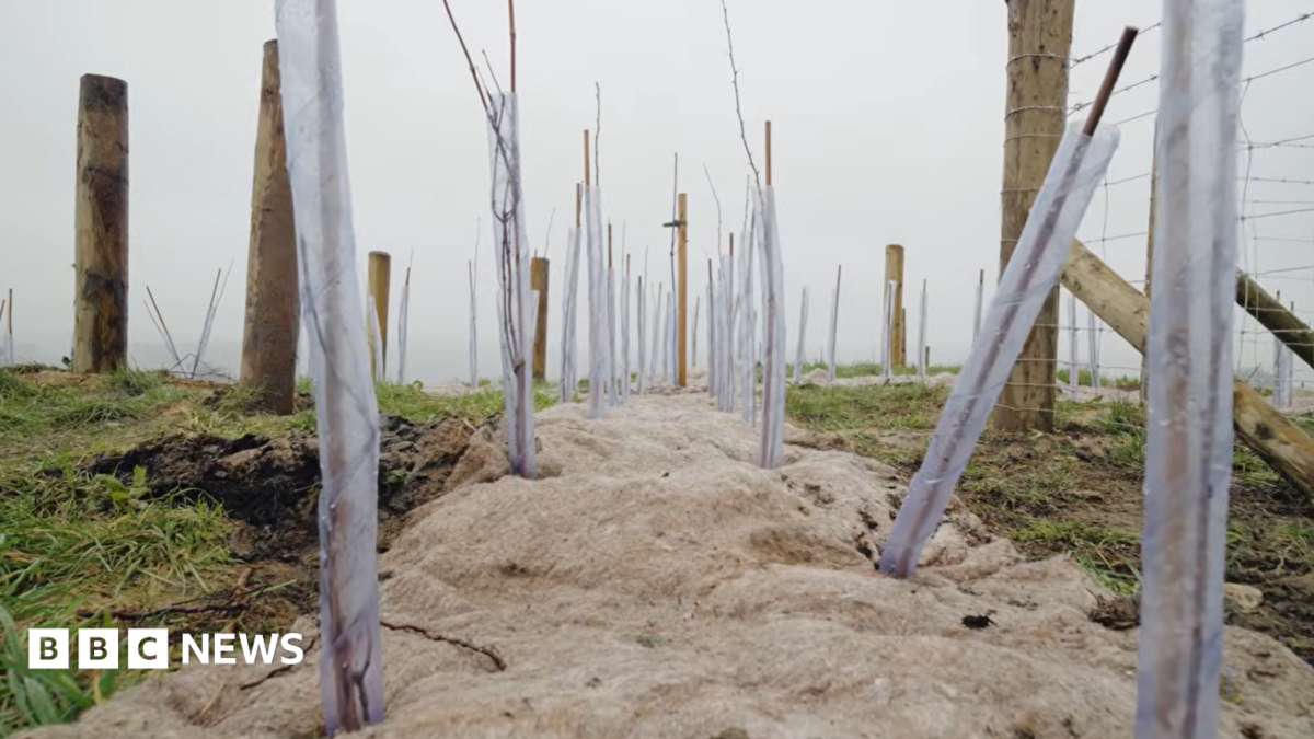 More than 80,000 trees planted to expand Derbyshire woodland