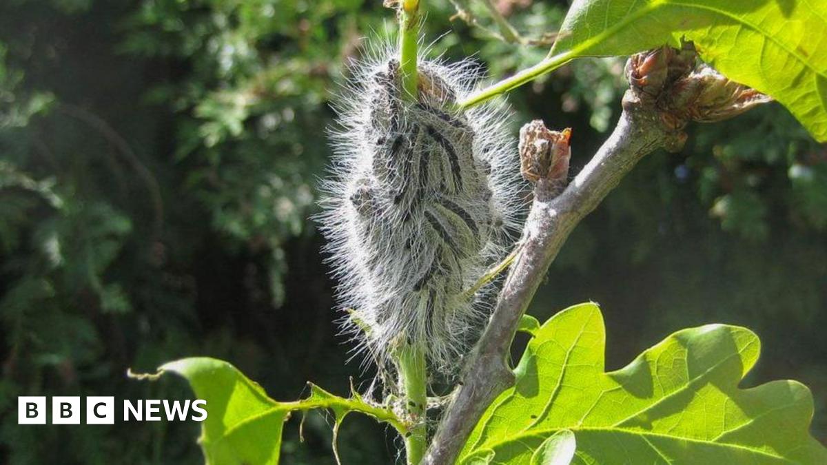Toxic Caterpillars Trigger Health Warning Amid Warm Spring